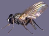 Fannia Canicularis