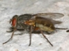 Muscidae