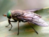 Tafano