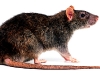 Rattus Norvegicus