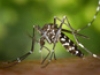 Aedes Albopticus
